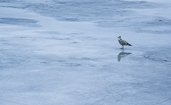 Необходимо создать условия для постоянного проживания в Арктике