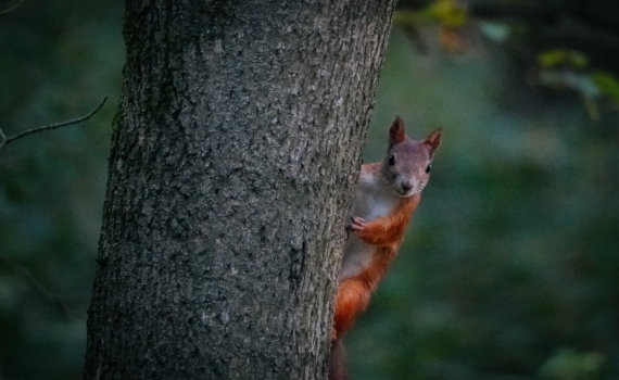 4 декабря — День информатики в РФ, заказываем подарки Деду Морозу, угощаем птиц, белок и не только